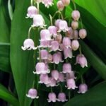 Convallaria majalis „Rosea” sau lacramioara roz  - 1 radacina nuda