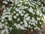 Floare de gheata vesnic verde - Delosperma congestum alba la ghiveci P8 - H 5 cm - imagine 2