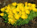 Floare de gheata vesnic verde - Delosperma congestum galbena la ghiveci P9