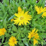 Floare de gheata vesnic verde - Delosperma congestum galbena la ghiveci P9 - imagine 2