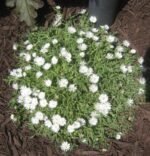 Floare de gheata vesnic verde - Delosperma congestum alba la ghiveci P8 - H 5 cm - imagine 3