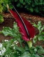 Bulb Dracunculus vulgaris sau Crinul Dragon marime 20/25 - 1 bucata - imagine 2