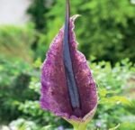 Bulb Dracunculus vulgaris sau Crinul Dragon marime 20/25 - 1 bucata