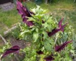 Bulb Dracunculus vulgaris sau Crinul Dragon marime 20/25 - 1 bucata - imagine 4