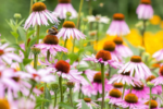 Echinacea Magnus la ghiveci P10 - H 5 cm - imagine 3