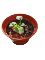 Echinacea Magnus la ghiveci P10 - H 5 cm - imagine 4