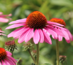 Echinacea Magnus la ghiveci P10 - H 5 cm