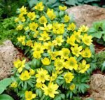 Bulbi Eranthis Cilicica marime 5+ - Aconitul de iarna - pachet 3 bucati (Livrarea dupa 10 Septembrie)
