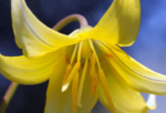 Erythronium 'Pagoda' - Crin de Ghetar sau Crin Pastrav - 1 bulb (Livrarea dupa 10 Septembrie) - imagine 4