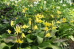 Erythronium 'Pagoda' - Crin de Ghetar sau Crin Pastrav - 1 bulb (Livrarea dupa 10 Septembrie) - imagine 3