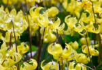 Erythronium 'Pagoda' - Crin de Ghetar sau Crin Pastrav - 1 bulb (Livrarea dupa 10 Septembrie) - imagine 2