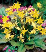Erythronium 'Pagoda' - Crin de Ghetar sau Crin Pastrav - 1 bulb (Livrarea dupa 10 Septembrie)
