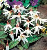 Erythronium Dens Canis 'Snow Flake' - Crin de Ghetar sau Crin Pastrav - 1 bulb (Livrarea dupa 10 Septembrie)