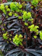 Planta perena vesnic verde Euphorbia amygdaloides 'Purpurea-  la ghiveci P9 - imagine 2
