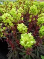 Planta perena vesnic verde Euphorbia amygdaloides 'Purpurea-  la ghiveci P9 - imagine 3