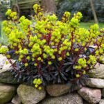 Planta perena vesnic verde Euphorbia amygdaloides 'Purpurea-  la ghiveci P9