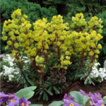 Planta perena vesnic verde Euphorbia amygdaloides 'Purpurea-  la ghiveci P9 - imagine 4