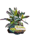 Planta perena vesnic verde Euphorbia amygdaloides 'Purpurea-  la ghiveci P9 - imagine 5