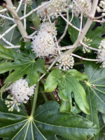 Fatsia Japonica - planta perena vesnic verde la ghiveci C2 - H 25-35 cm - imagine 3