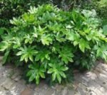 Fatsia Japonica - planta perena vesnic verde la ghiveci C2 - H 25-35 cm