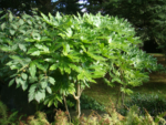 Fatsia Japonica - planta perena vesnic verde la ghiveci C2 - H 25-35 cm - imagine 4