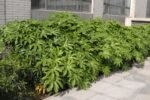 Fatsia Japonica - planta perena vesnic verde la ghiveci C2 - H 25-35 cm - imagine 2