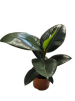 Ficus Robusta Elastica-Planta de cauciuc - planta perena vesnic verde de interior la ghiveci P12- H 25-35 cm