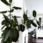 Ficus Robusta Elastica-Planta de cauciuc - planta perena vesnic verde de interior la ghiveci P12- H 25-35 cm - imagine 2