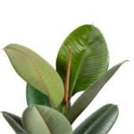 Ficus Robusta Elastica-Planta de cauciuc - planta perena vesnic verde de interior la ghiveci P12- H 25-35 cm - imagine 3
