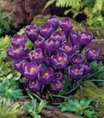 Brandusa - Crocus Flower Record cu floare mare marime 8/9 - pachet 5 bulbi