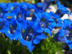 Gentiana acaulis - planta perena vesnic verde la ghiveci P10 - H 5-10 cm (Livrarea dupa 10 Septembrie) - imagine 2