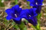 Gentiana acaulis - planta perena vesnic verde la ghiveci P10 - H 5-10 cm (Livrarea dupa 10 Septembrie) - imagine 3