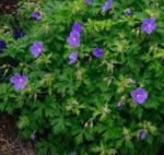 Muscata perena de gradina - Geranium himalayense „Gravetye” - la ghiveci P9 - imagine 2