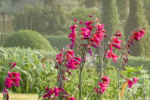 Bulbi Gladiole Bizantine rezistente la inghet - pachet 5 bucati (Livrarea dupa 10 Septembrie) - imagine 3