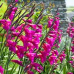 Bulbi Gladiole Bizantine rezistente la inghet - pachet 5 bucati (Livrarea dupa 10 Septembrie) - imagine 2