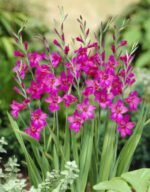 Bulbi Gladiole Bizantine rezistente la inghet - pachet 5 bucati (Livrarea dupa 10 Septembrie)