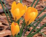 Brandusa - Crocus Dorothy - pachet 5 bulbi marime 5/7( Livrarea dupa 10 Septembrie) - imagine 2