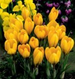 Brandusa - Crocus Dorothy - pachet 5 bulbi marime 5/7( Livrarea dupa 10 Septembrie)