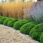 Hebe Green Globe - planta perena vesnic verde la ghiveci P13 , H 10 cm - imagine 2