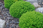Hebe Green Globe - planta perena vesnic verde la ghiveci P13 , H 10 cm