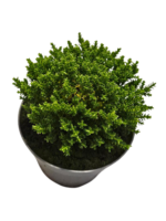 Hebe Green Globe - planta perena vesnic verde la ghiveci P13 , H 10 cm - imagine 3