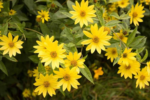 Helianthus 'Lemon Queen'- Floarea Soarelui decorativa -  la ghiveci P10 - H 30-40 cm - imagine 2