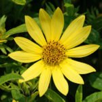 Helianthus 'Lemon Queen'- Floarea Soarelui decorativa -  la ghiveci P10 - H 30-40 cm