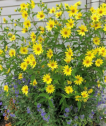 Helianthus 'Lemon Queen'- Floarea Soarelui decorativa -  la ghiveci P10 - H 30-40 cm - imagine 3