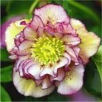 Spanz - Helleborus Orientalis Double Ellen Picotee cu frunzis vesnic verde - la ghiveci P9 H 5-10 cm (Livrarea dupa 10 Septembrie)