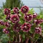 Spanz - Helleborus Orientalis Double Ellen Red cu frunzis vesnic verde la ghiveci P9 - imagine 3