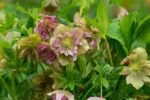 Spanz - Helleborus Orientalis Double Ellen Picotee cu frunzis vesnic verde - la ghiveci P9 H 5-10 cm (Livrarea dupa 10 Septembrie) - imagine 2