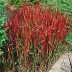 Imperata cylindrica 'Red Baron' - Iarba sangerie Japoneza la ghiveci P9 -H 10-15 cm (Livrarea dupa 25 Februarie)