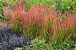 Imperata cylindrica 'Red Baron' - Iarba sangerie Japoneza la ghiveci P9 -H 10-15 cm (Livrarea dupa 25 Februarie) - imagine 2