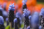 Bulbi Muscari Latifolium sau Zambila de Struguri - pachet 5 bucati marime 7/8 (Livrarea dupa 10 Septembrie) - imagine 2